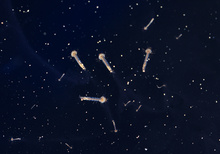 Mückenuniversum