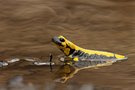 Entspannter Salamander
