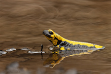 Entspannter Salamander