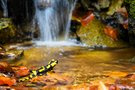 Feuersalamander