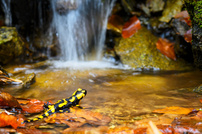 Feuersalamander