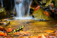 Feuersalamander
