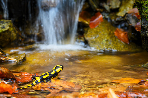 Feuersalamander