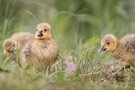 Kleine Flauschis