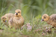 Kleine Flauschis