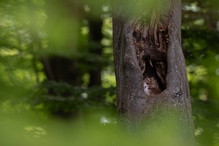 Zuhause, im heimischen Wald...