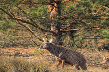 König ohne Krohne