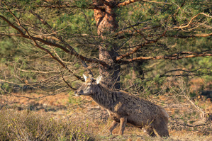 König ohne Krohne