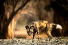 African wild dog