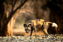 African wild dog