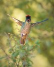 Mr. Kolibri