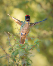 Mr. Kolibri