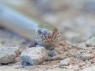 Eine Schleiche