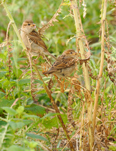 Geschwister