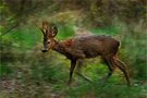 Junger Rehbock im Winterhaarwechsel ...