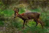 Junger Rehbock im Winterhaarwechsel ...