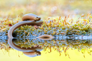 Spiegelung