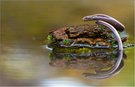 -Bronzeschleiche-