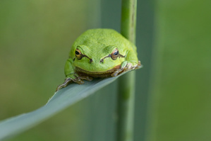 Laubfrosch im Schilf