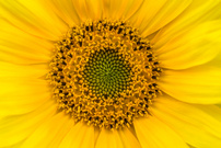 Mitten ins Herz der Sonne
