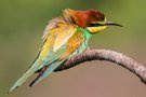 Bienenfresserzeit