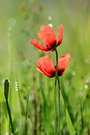 die ersten Mohnblumen im Südharz entdeckt