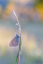 Frostiger Morgen