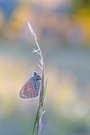 Frostiger Morgen