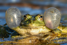 Aufgeblasen