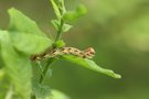 Frostspanner Raupe