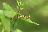 Frostspanner Raupe