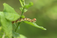Frostspanner Raupe