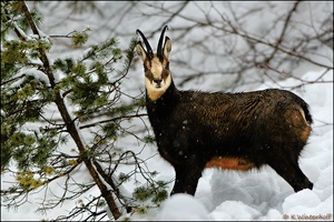 ~Plötzlich...~ Gamsbock (Rupicapra rupicapra)