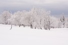 Verschneiter Wald