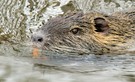 Nutria mit Bugwelle