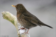 Amsel (Turdus merula)