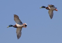 Stockentenflug...(Anas Platyrhynchos)