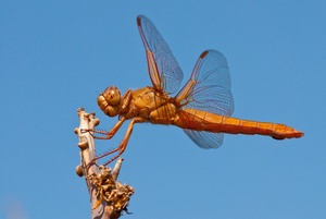 Libellula saturata (Flame Skimmer)