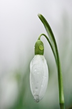 Schneeglöckchen (Galanthus spec)