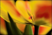 Frühling auf der Fensterbank