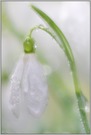 ~ brilliant ~    *Galanthus nivalis*