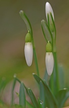 Schneeglöckchen