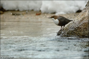 ~Ruhe im Schnee~ Wasseramsel (Cinclus Cinclus)