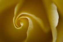 Yellow Swirl