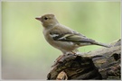 Buchfink (Fringilla coelebs)