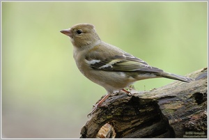 Buchfink (Fringilla coelebs)