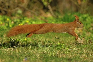 Eichhörnchen im Sprung.