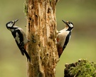 Doppelpack....