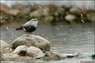 ~Im Schneetreiben~ Mauerläufer (Tichodroma muraria)