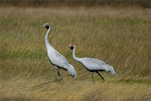 Brolgakranich [Grus rubicunda]